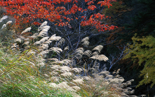 1755295 (a): :1920x1200